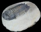 Crotalocephalina Trilobite - Foum Zguid, Morocco #45596-2